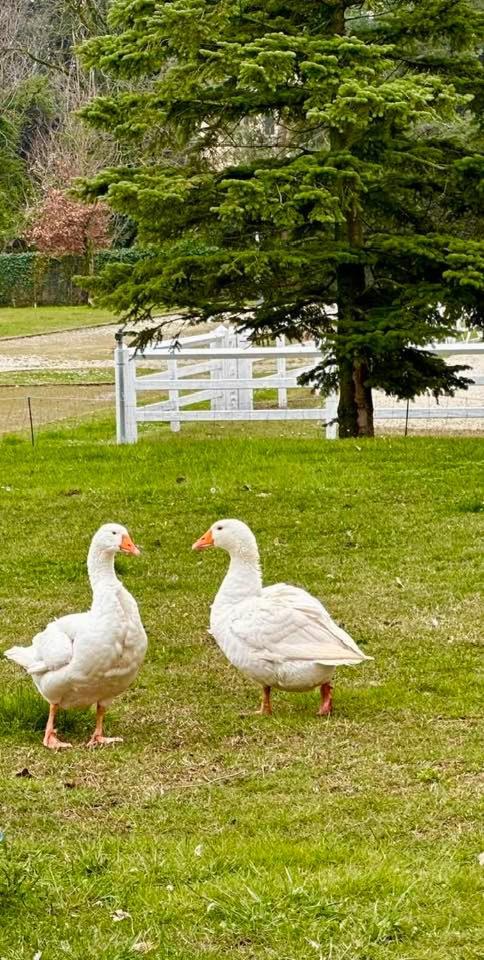 Agriturismo Il Boschetto Ornago ภายนอก รูปภาพ