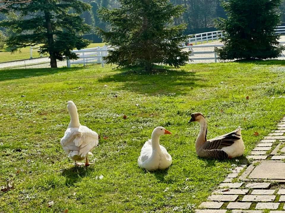 Agriturismo Il Boschetto Ornago ภายนอก รูปภาพ